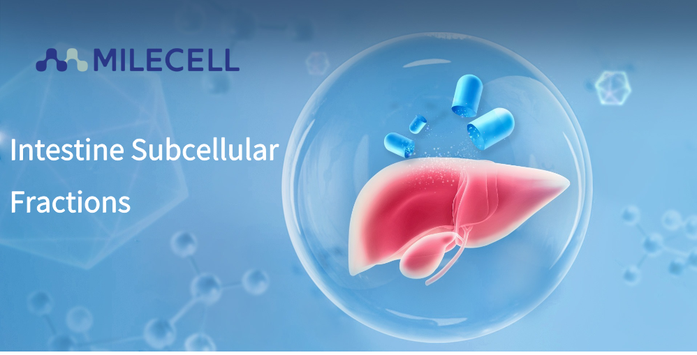 Intestine Subcellular Fractions