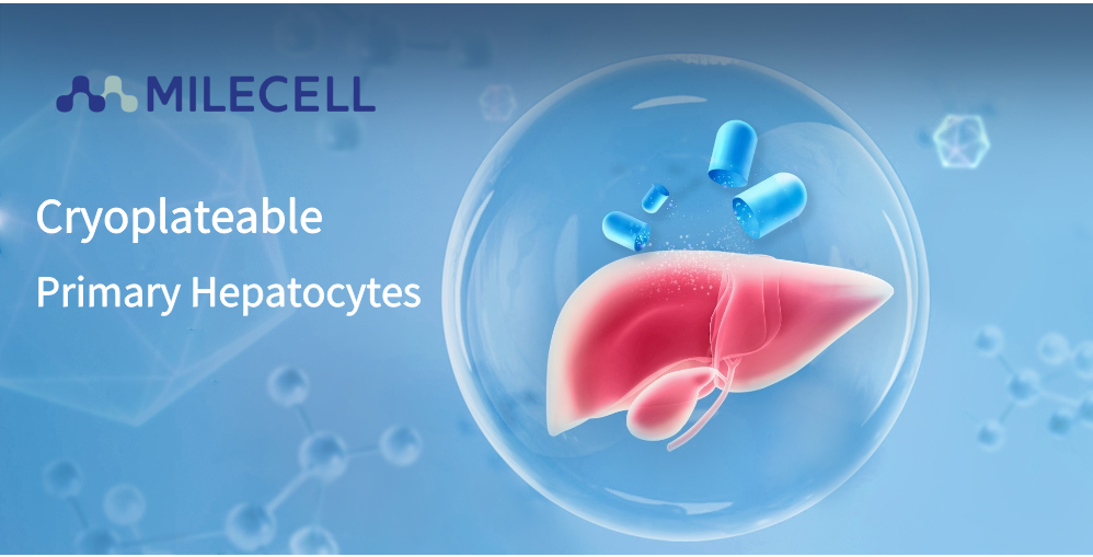Cryoplateable Primary Hepatocytes