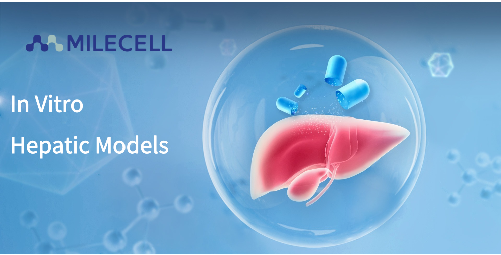 In Vitro Hepatic Models  for ADME & Toxicology Studies in Drug Discovery