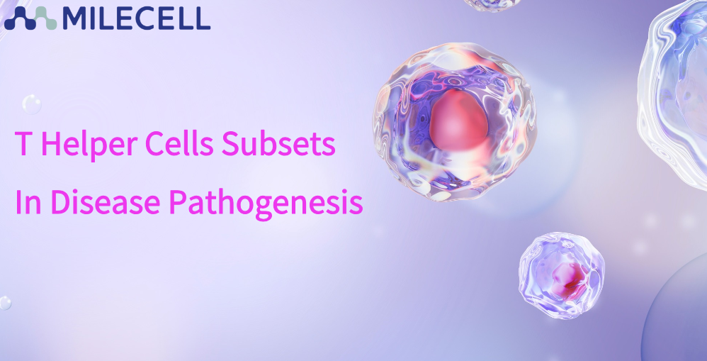 Functional Roles and Clinical Implications of T Helper (Th) Cell Subsets in Disease Pathogenesis