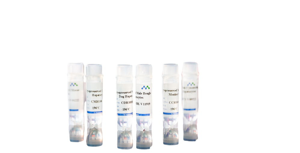 Launch of High-Quality Animal Hepatic Stellate Cells for Advanced Liver Disease Research and Drug Development