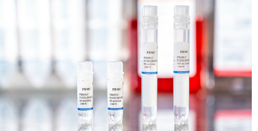 Mixed Lymphocyte Reaction (MLR): A Cornerstone of Immunological Evaluation in Novel Drug Development