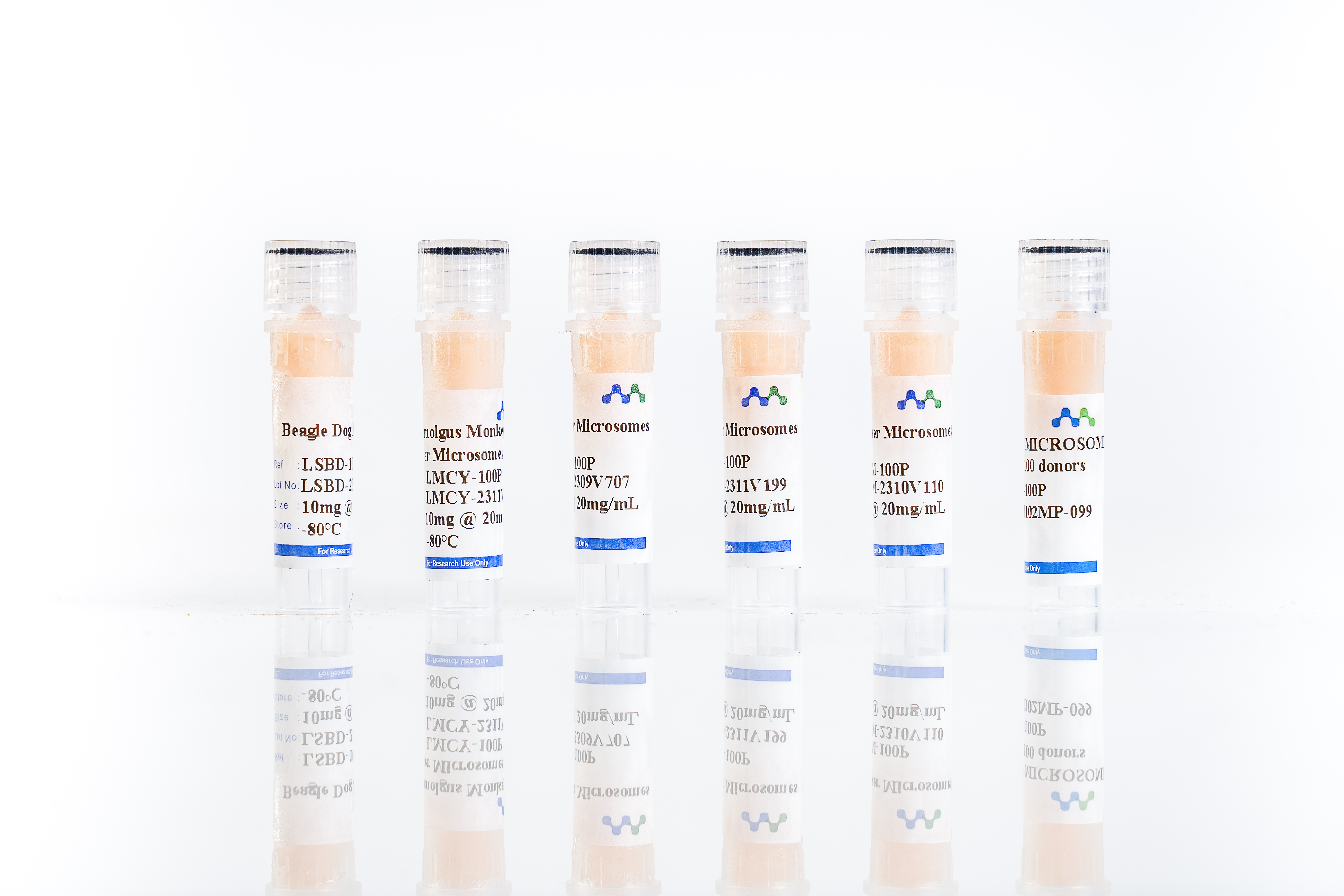 Feline Hepatocytes: Advancing Feline Liver Research and Veterinary Medicine