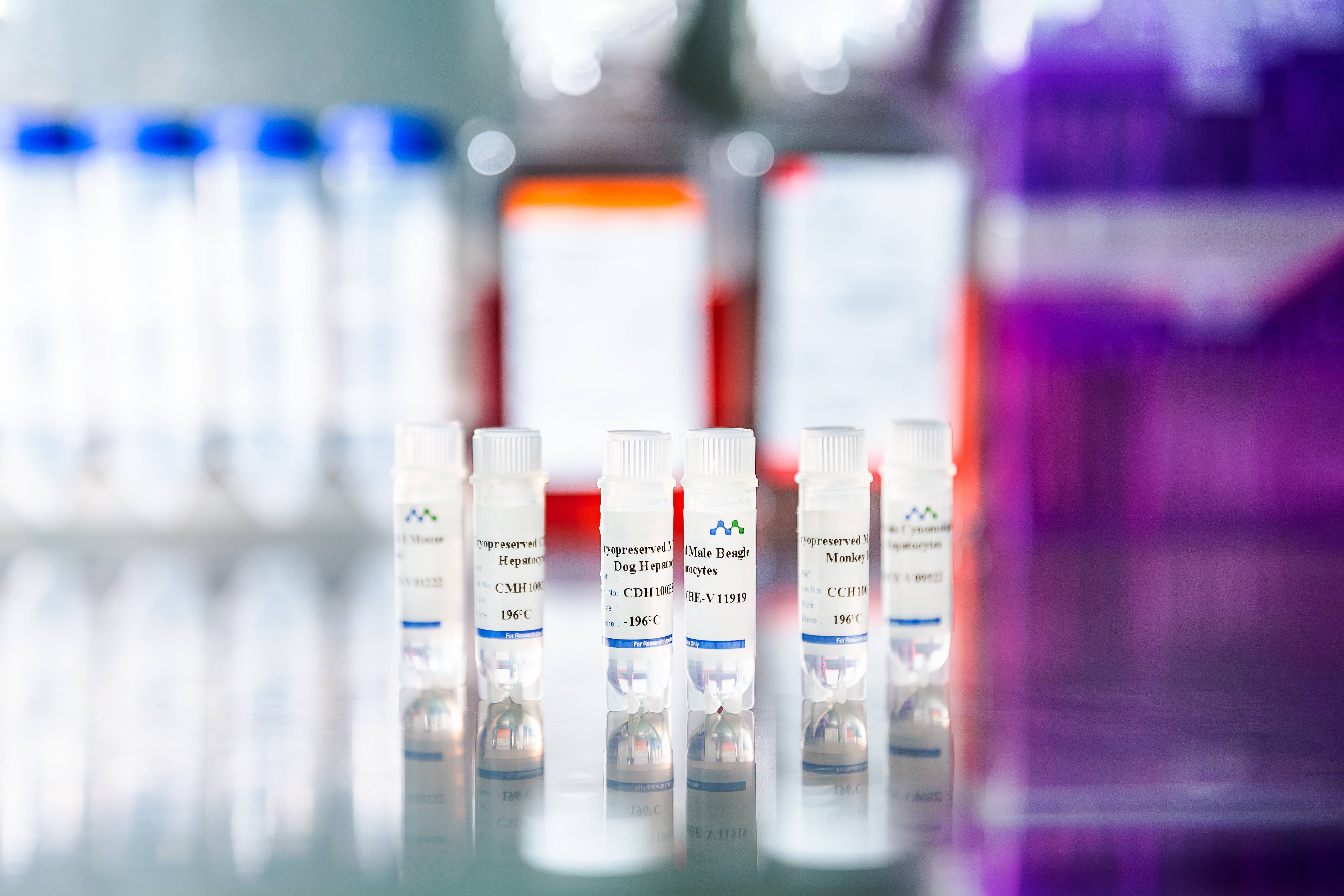 Unlocking Liver Research Mysteries with Golden Hamster Hepatocytes