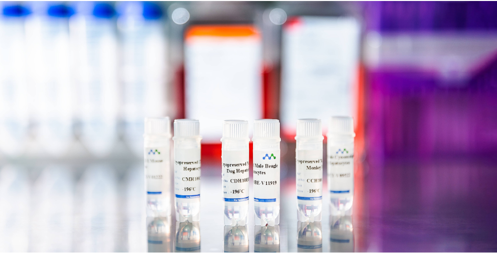 From Lab to Clinic: How Liver Organoids Accelerate Liver Disease Treatment Innovation