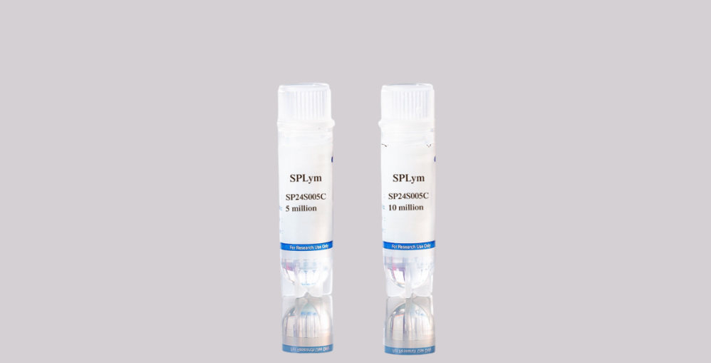 Mouse Splenic Lymphocyte Isolation Protocol