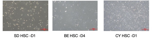 Launch of High-Quality Animal Hepatic Stellate Cells for Advanced Liver Disease Research and Drug Development(图2)