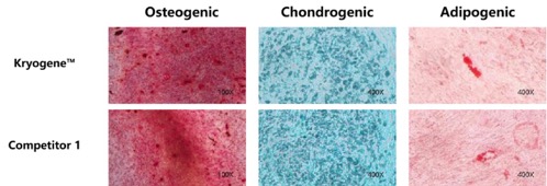 Revolutionizing MSC Preservation: How Kryogene™ Ensures Cell Viability & Functionality+-(图2)