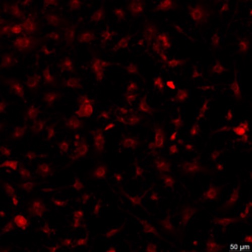 Kupffer Cell-Based Solution Launches Globally(图1)