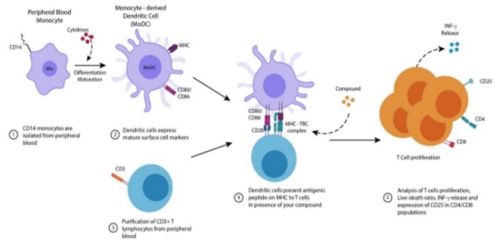 Mixed Lymphocyte Reaction (MLR): A Cornerstone of Immunological Evaluation in Novel Drug Development(图1)