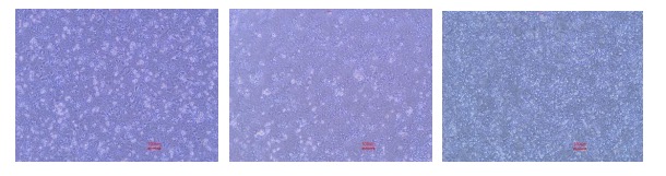 Feline Hepatocytes: Advancing Feline Liver Research and Veterinary Medicine(图1)